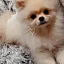adorable, animal, black_eyes, blanket, cozy, cream_color, cute, dog, ears, face, fluffy, fur, indoor, lying_down, nose, pet, pomeranian, puppy, small_dog, soft_texture