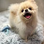 Bonny joined the competition — help win amazing prizes! adorable, animal, canine, close_up, companion, cushion, cute, dog, fluffy, friendly, furry, happy, indoor, pet, pom, pomeranian, small_dog, smiling, soft_texture, tongue_out