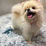Bonny is registered to the contest to win money with this photo: animal, blanket, close_up, cute, dog, face, fluffy, fur, furry, happy, indoor, pet, playful, pom, pomeranian, puppy, small_dog, smiling, soft, tongue_out