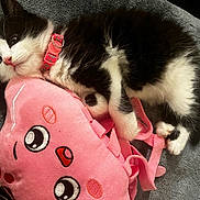 Maggie joined the competition — help win amazing prizes! animal, black_and_white, cat, collar, cozy, cute, feline, fur, gray_blanket, indoor, kitten, pet, pink, plush_toy, resting, sleepy, small, soft, toy, whiskers