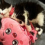 animal, black_and_white, cat, collar, cozy, cute, feline, fur, gray_blanket, indoor, kitten, pet, pink, plush_toy, resting, sleepy, small, soft, toy, whiskers