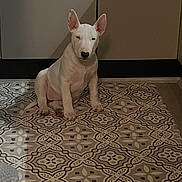 Luna joined the competition — help win amazing prizes! dog, bull_terrier, puppy, indoor, floor, rug, patterned_rug, cabinet, kitchen, pet, animal, white_dog, sitting, ears_up, young_dog, domestic, cute, quiet, calm, household