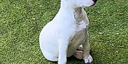 Luna is registered to the contest to win money with this photo: dog, bull_terrier, puppy, white_dog, grass, outdoor, pet, animal, ears, sitting, canine, nature, young_dog, cute, fur, muzzle, alert, sunlight, greenery, playful
