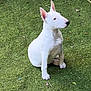 dog, bull_terrier, puppy, white_dog, grass, outdoor, pet, animal, ears, sitting, canine, nature, young_dog, cute, fur, muzzle, alert, sunlight, greenery, playful