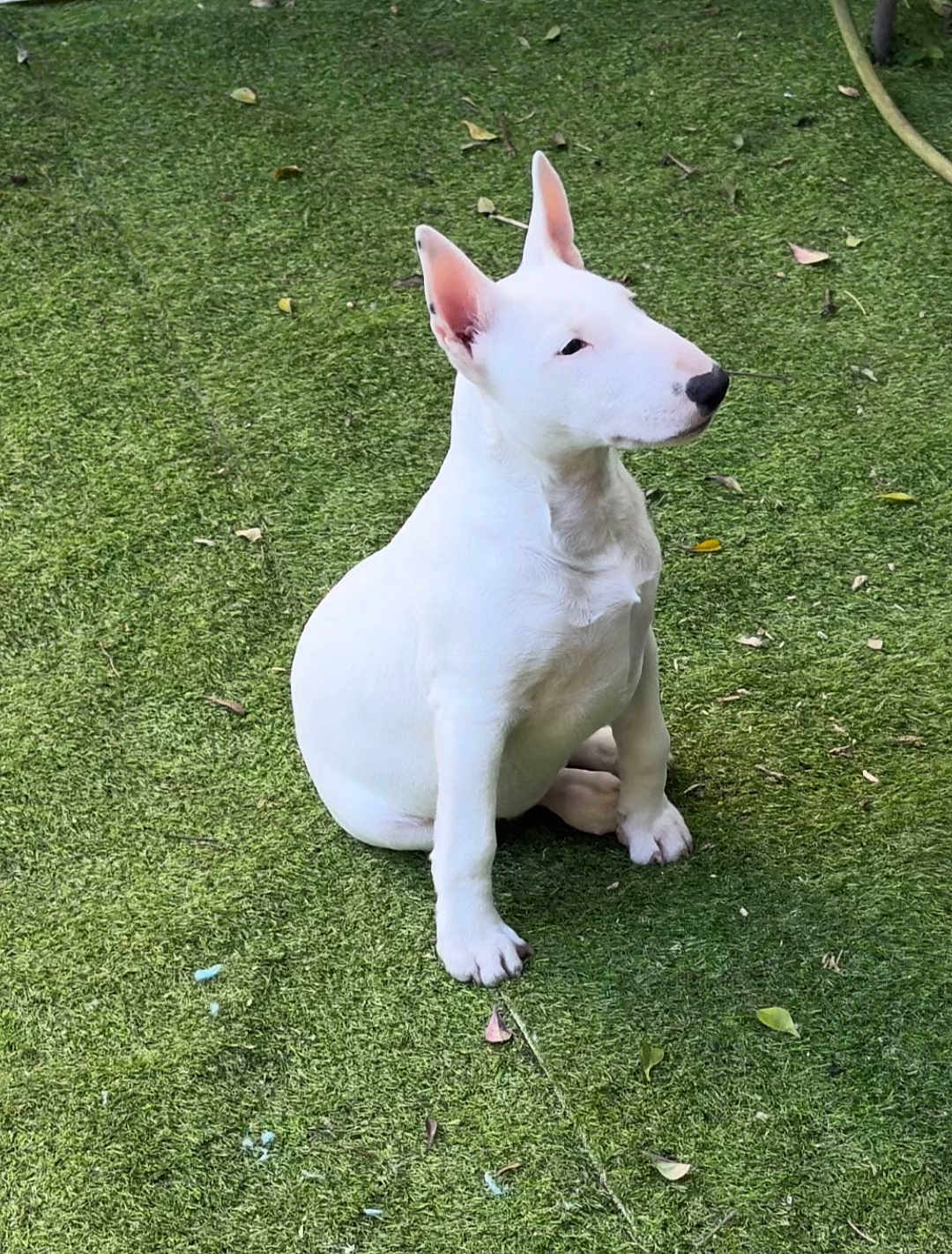 Luna
