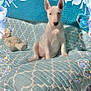 Luna joined the competition — help win amazing prizes! bull_terrier, puppy, dog, white_dog, couch, quilted_blanket, patterned_blanket, plush_toy, teddy_bear, blue, indoor, pet, sitting, cute, decorative_frame, heart_bubbles, flowers, calm, animal, cozy