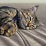 cat, tabby, sleeping, paw, collar, pet, feline, closeup, soft, resting, whiskers, fur, domestic_animal, cute, relaxed, animal, indoor, bed, blanket, mammal