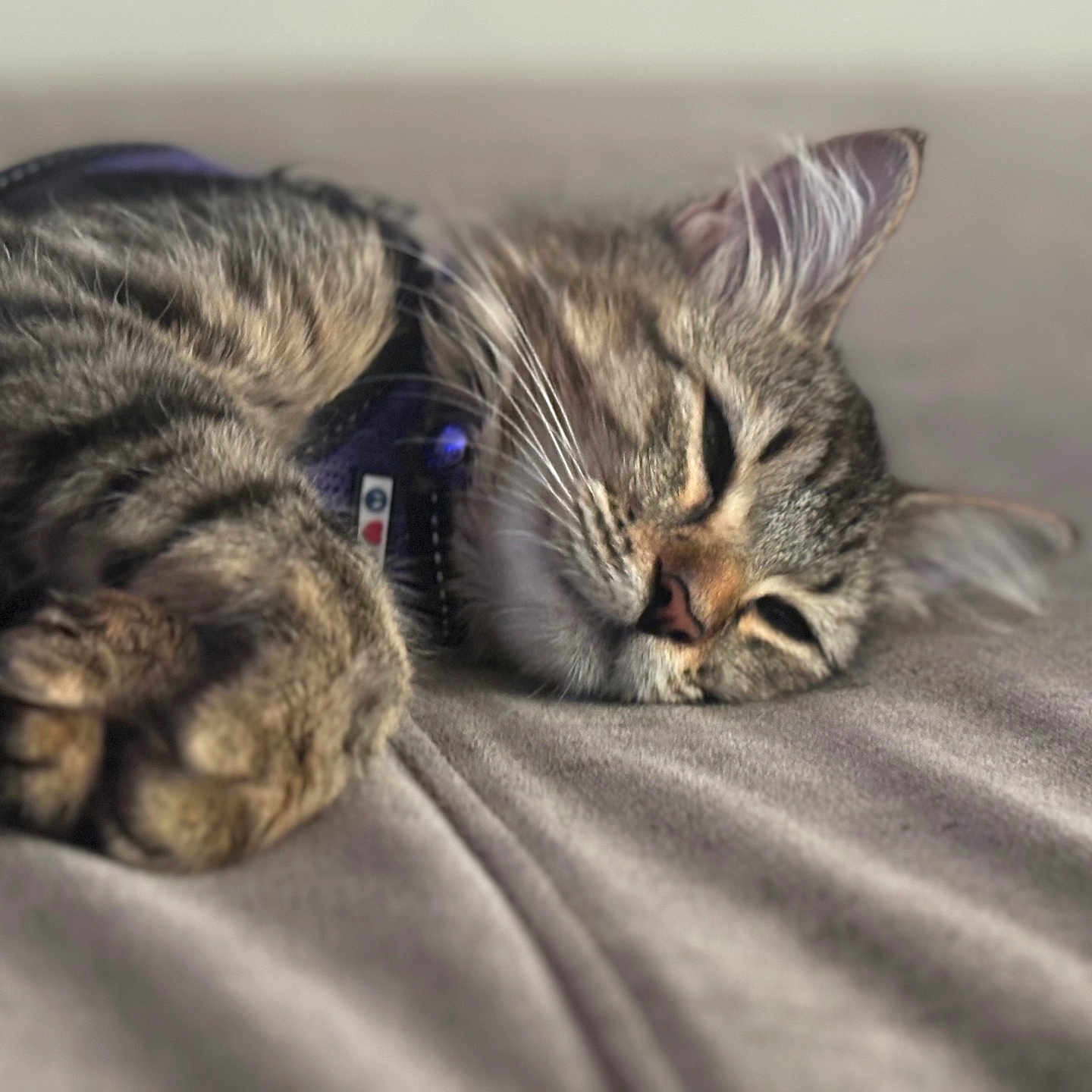 Miaome joined the competition — help win amazing prizes! animal, bed, blanket, cat, closeup, collar, cute, domestic_animal, feline, fur, indoor, mammal, paw, pet, relaxed, resting, sleeping, soft, tabby, whiskers