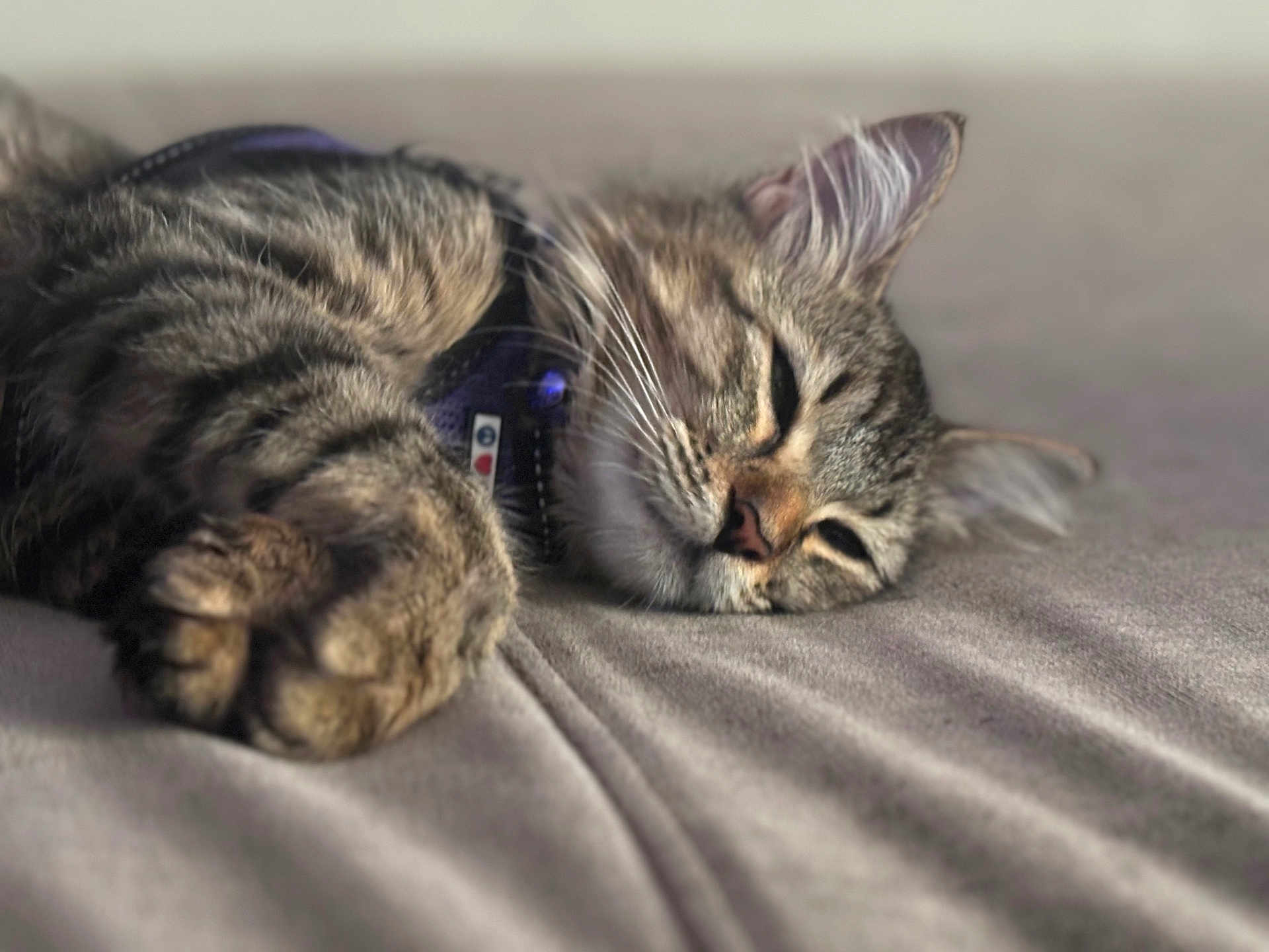 Miaome joined the competition — help win amazing prizes! cat, tabby, sleeping, paw, collar, pet, feline, closeup, soft, resting, whiskers, fur, domestic_animal, cute, relaxed, animal, indoor, bed, blanket, mammal