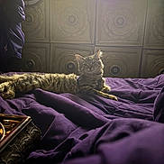Miaome is registered to the contest to win money with this photo: animal, artwork, bedroom, cat, comfortable, cozy, cute, decor, fur, furniture, home, indoor, lounging, ornate_wall, pet, purple_blanket, relaxed, resting, soft_light, tabby