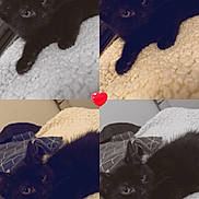 Plume a rejoint le concours — aidez-le/la à gagner de superbes lots ! cat, kitten, black_cat, collage, blanket, cozy, cute, pet, animal, feline, indoor, resting, lying_down, four_panel, heart, close_up, soft_texture, fur, paw, bed