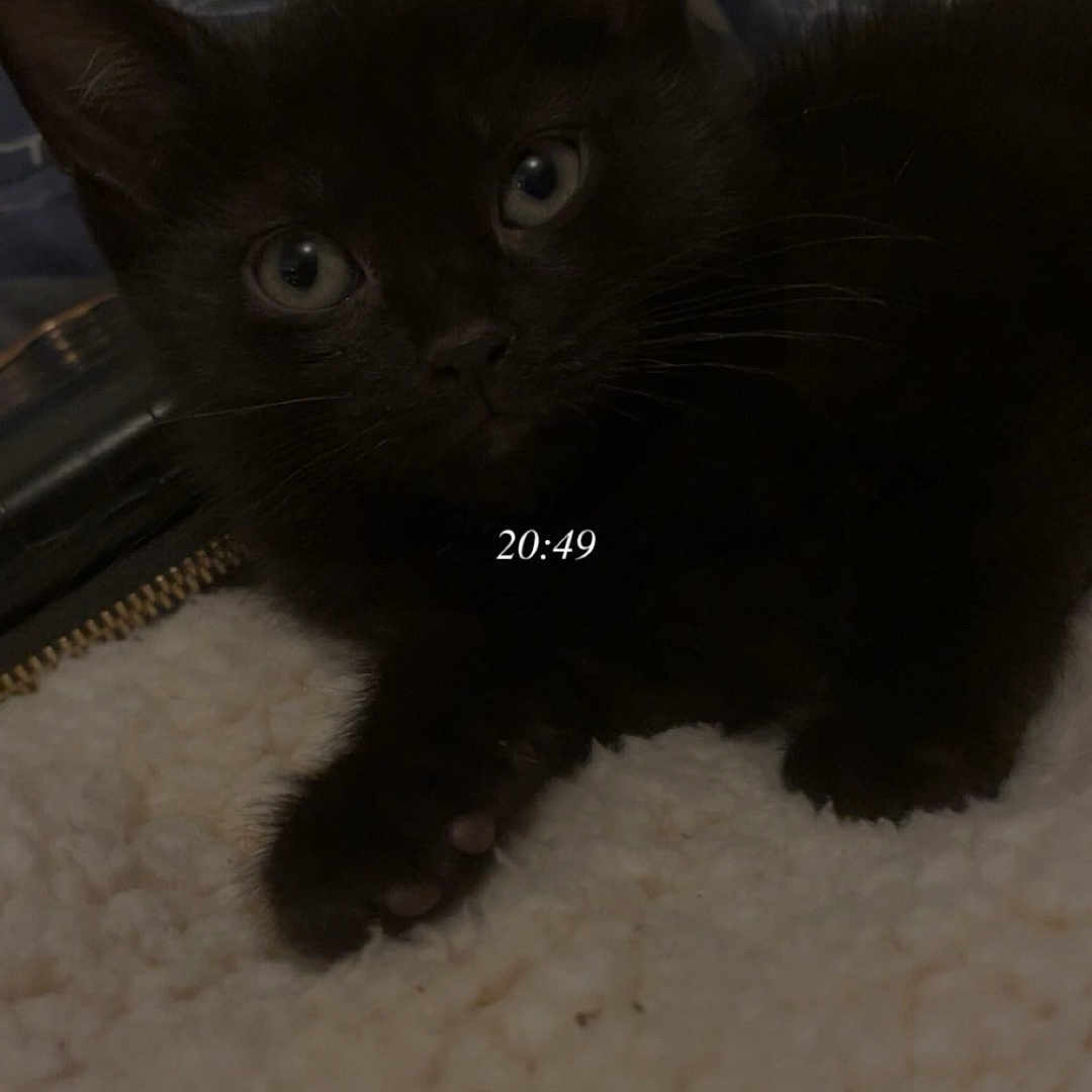 Plume participe au concours pour gagner de l'argent avec cette photo : black_cat, kitten, pet, animal, indoor, cozy, blanket, fur, whiskers, ears, eyes, paw, resting, closeup, cute, feline, soft, mammal, domestic, sleepy