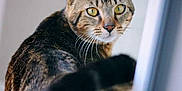 Symba a rejoint le concours — aidez-le/la à gagner de superbes lots ! cat, tabby_cat, animal, pet, indoor, yellow_eyes, fur, whiskers, tail, curious, looking_back, close_up, domestic_cat, mammal, feline, portrait, blurred_background, soft_light, window, playful