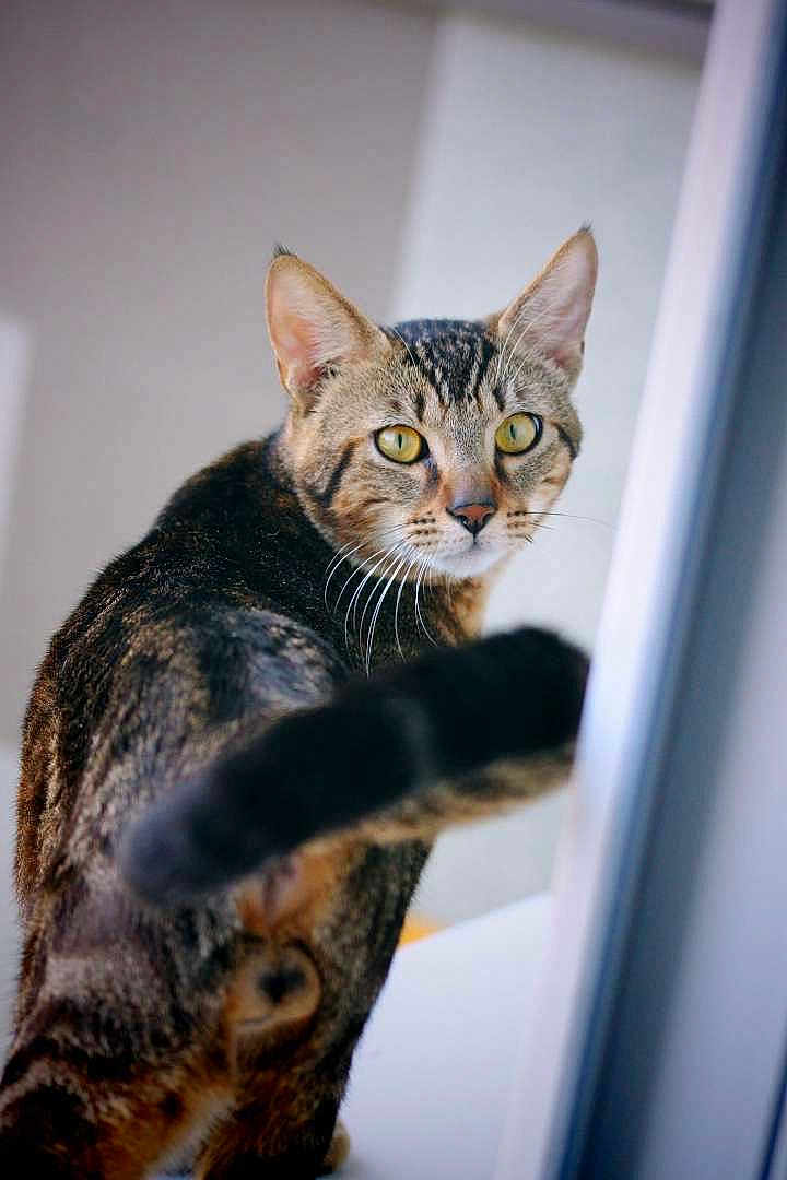 Symba a rejoint le concours — aidez-le/la à gagner de superbes lots ! cat, tabby_cat, animal, pet, indoor, yellow_eyes, fur, whiskers, tail, curious, looking_back, close_up, domestic_cat, mammal, feline, portrait, blurred_background, soft_light, window, playful