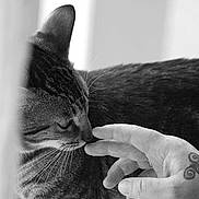 Symba participe au concours pour gagner de l'argent avec cette photo : cat, striped_cat, hand, human_hand, tattoo, whiskers, close_up, black_and_white, pet, animal, sniffing, fingers, indoor, soft_light, blurred_background, gentle, intimate, fur, portrait, domestic_animal