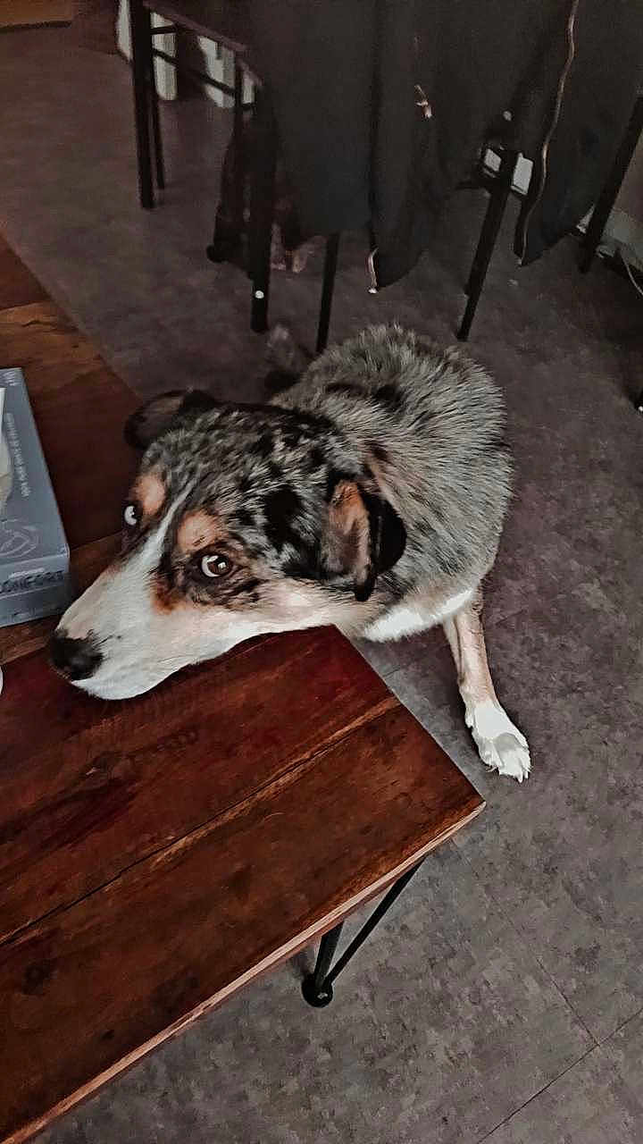Igor