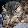 cat, sleeping, tabby, fluffy, paws, close_up, cozy, blanket, pet, domestic_animal, feline, resting, fur, whiskers, animal, indoors, relaxed, cute, comfort, soft