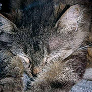 Noisette participe au concours pour gagner de l'argent avec cette photo : cat, tabby_cat, sleeping, close_up, fur, paws, cozy, animal, pet, domestic_cat, whiskers, relaxing, cute, feline, mammal, indoor, resting, soft, cute_pet, nap