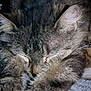 cat, tabby_cat, sleeping, close_up, fur, paws, cozy, animal, pet, domestic_cat, whiskers, relaxing, cute, feline, mammal, indoor, resting, soft, cute_pet, nap