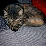 cat, sleeping, fluffy, cozy, blanket, gray, red_cushion, indoor, resting, pet, feline, fur, cute, relaxed, animal, comfort, home, closeup, soft, domestic_cat