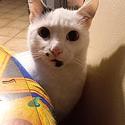 Simba participe au concours pour gagner de l'argent avec cette photo : animal, background, black_spots, cat, closeup, colorful, curious, domestic_cat, ears, face, feline, fur, indoor, kitchen, pet, sitting, tablecloth, whiskers, white_cat, wide_eyes