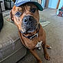 dog, brown_dog, pet, canine, indoor, carpet, sofa, hat, baseball_cap, looking, curious, collar, living_room, furniture, domestic, animal, sitting, close_up, portrait, home