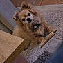 dog, small_dog, long_hair, pet, bone, chew_toy, rug, indoor, wooden_floor, table, collar, paw_print, brown_fur, attentive, ears_up, sitting, carpet, cute, portrait, companion