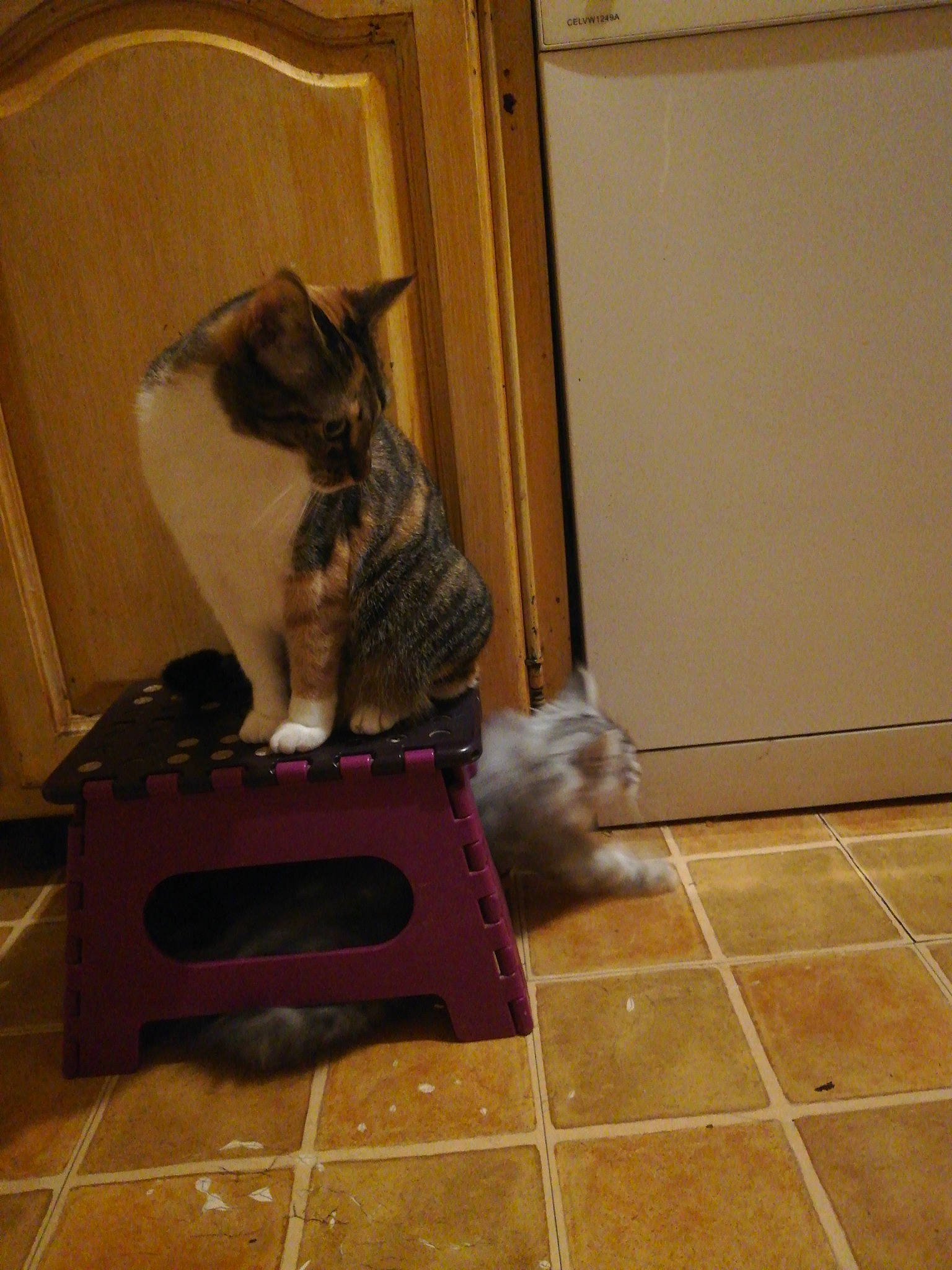 Puce participe au concours pour gagner de l'argent avec cette photo : brown, carnivore, cat, companion_dog, dog_breed, domestic_short_haired_cat, fawn, felidae, floor, flooring, fur, grey, hardwood, home_appliance, laminate_flooring, small_to_medium_sized_cats, tail, tile_flooring, whiskers, wood