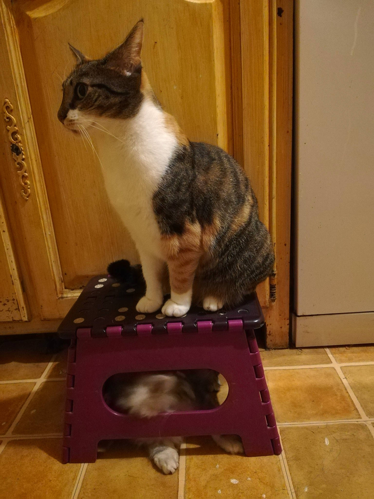 Puce a rejoint le concours — aidez-le/la à gagner de superbes lots ! carnivore, cat, cat_supply, domestic_short_haired_cat, door, fawn, felidae, floor, flooring, fur, hardwood, mammal, paw, pet_supply, sitting, small_to_medium_sized_cats, tail, vertebrate, whiskers, wood