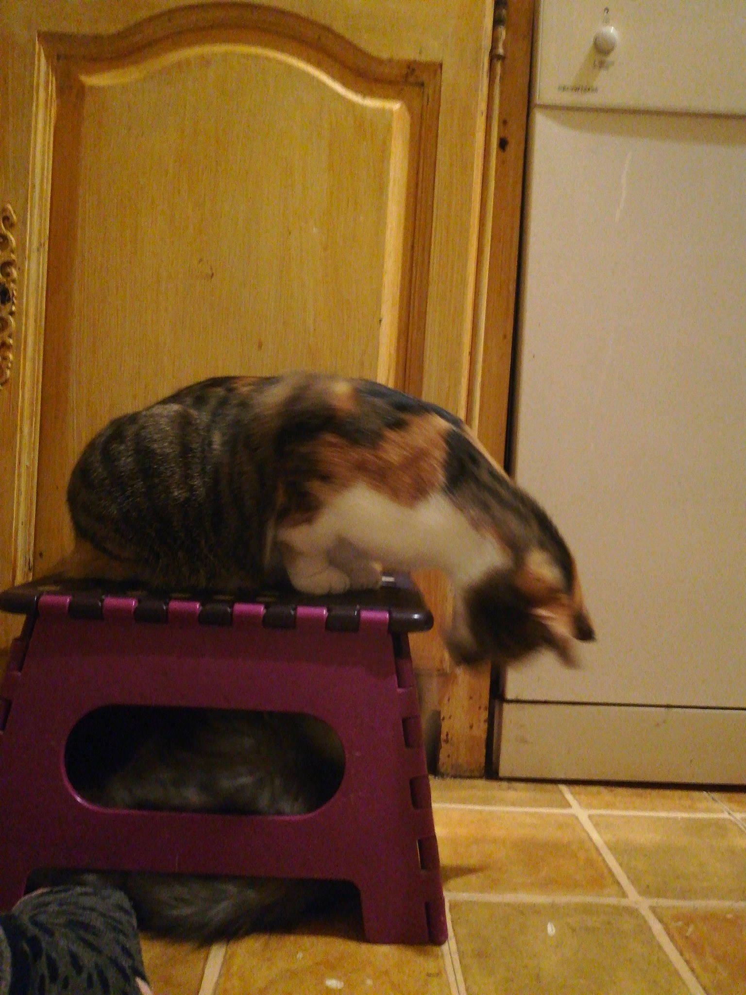 Puce a rejoint le concours — aidez-le/la à gagner de superbes lots ! carnivore, cat, cat_supply, companion_dog, dog_breed, domestic_short_haired_cat, door, fawn, felidae, floor, flooring, fur, hardwood, home_appliance, pet_supply, small_to_medium_sized_cats, table, tail, whiskers, wood