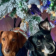 Bobbies joined the competition — help win amazing prizes! animal, christmas_tree, companion, cozy, cute, dachshund, decorations, dog, festive, floor, holiday, holiday_season, indoor, lights, pet, portrait, snowy_branches, sweater, two_dogs, waiting