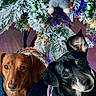 animal, christmas_tree, companion, cozy, cute, dachshund, decorations, dog, festive, floor, holiday, holiday_season, indoor, lights, pet, portrait, snowy_branches, sweater, two_dogs, waiting