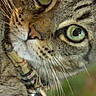 Bobbies is registered to the contest to win money with this photo: alert, animal, bell, cat, close_up, closeup, collar, curious, domestic_cat, face, feline, fur, green_eyes, mammal, nature, outdoor, pet, portrait, tabby, whiskers
