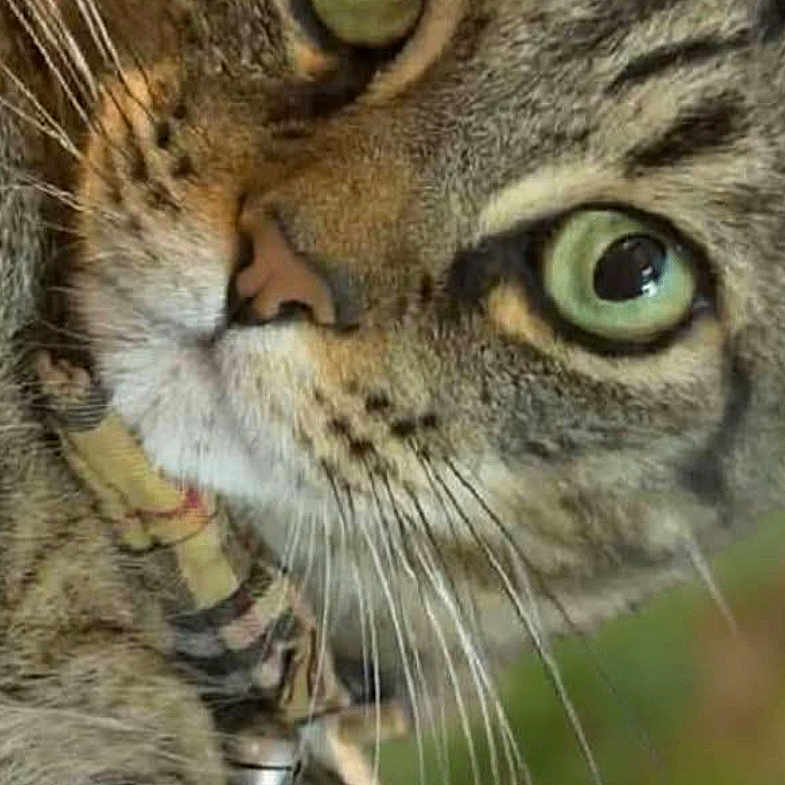 Bobbies is registered to the contest to win money with this photo: alert, animal, bell, cat, close_up, closeup, collar, curious, domestic_cat, face, feline, fur, green_eyes, mammal, nature, outdoor, pet, portrait, tabby, whiskers