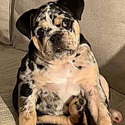 Marcel participe au concours pour gagner de l'argent avec cette photo : adorable, animal, beige, canine, couch, cute, dog, expression, eyes, fur, furniture, home, indoor, pet, portrait, puppy, relaxed, sitting, spotted, young