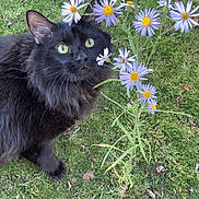 Ocho joined the competition — help win amazing prizes! animal, black_cat, cat, closeup, curious, feline, flora, flowers, garden, grass, green_eyes, leaf, mammal, nature, outdoor, pet, plant, purple_flowers, spring, whiskers