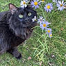 animal, black_cat, cat, closeup, curious, feline, flora, flowers, garden, grass, green_eyes, leaf, mammal, nature, outdoor, pet, plant, purple_flowers, spring, whiskers
