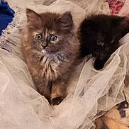 Bella is registered to the contest to win money with this photo: kitten, cat, fluffy, pet, animal, cute, fur, eyes, resting, blanket, netting, indoor, small, young, two, cozy, soft, curious, sleeping, adorable