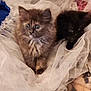 kitten, cat, fluffy, pet, animal, cute, fur, eyes, resting, blanket, netting, indoor, small, young, two, cozy, soft, curious, sleeping, adorable
