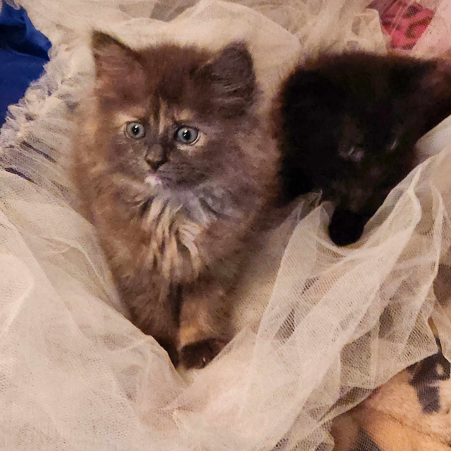 Bella is registered to the contest to win money with this photo: adorable, animal, blanket, cat, cozy, curious, cute, eyes, fluffy, fur, indoor, kitten, netting, pet, resting, sleeping, small, soft, two, young