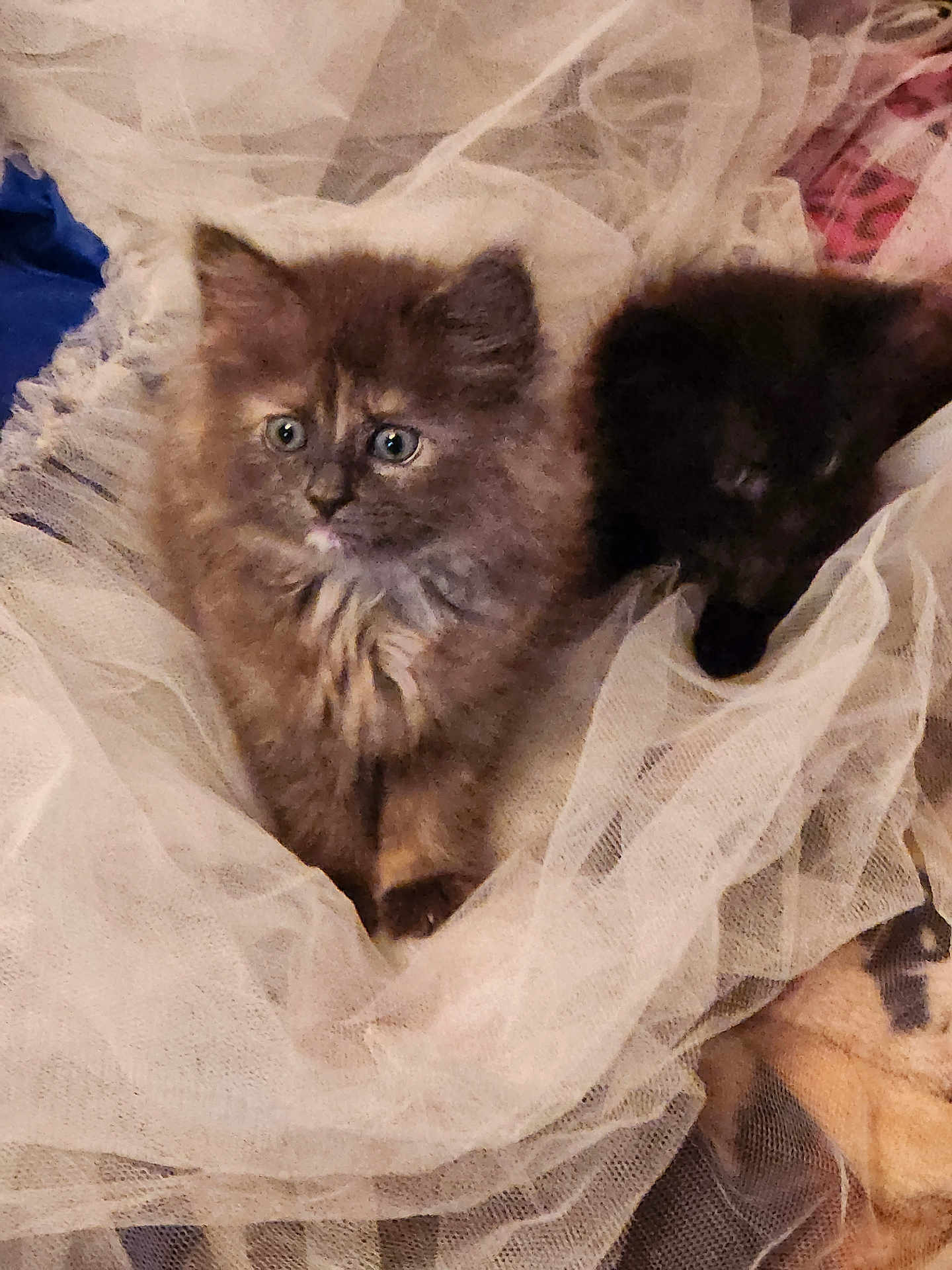 Bella is registered to the contest to win money with this photo: kitten, cat, fluffy, pet, animal, cute, fur, eyes, resting, blanket, netting, indoor, small, young, two, cozy, soft, curious, sleeping, adorable