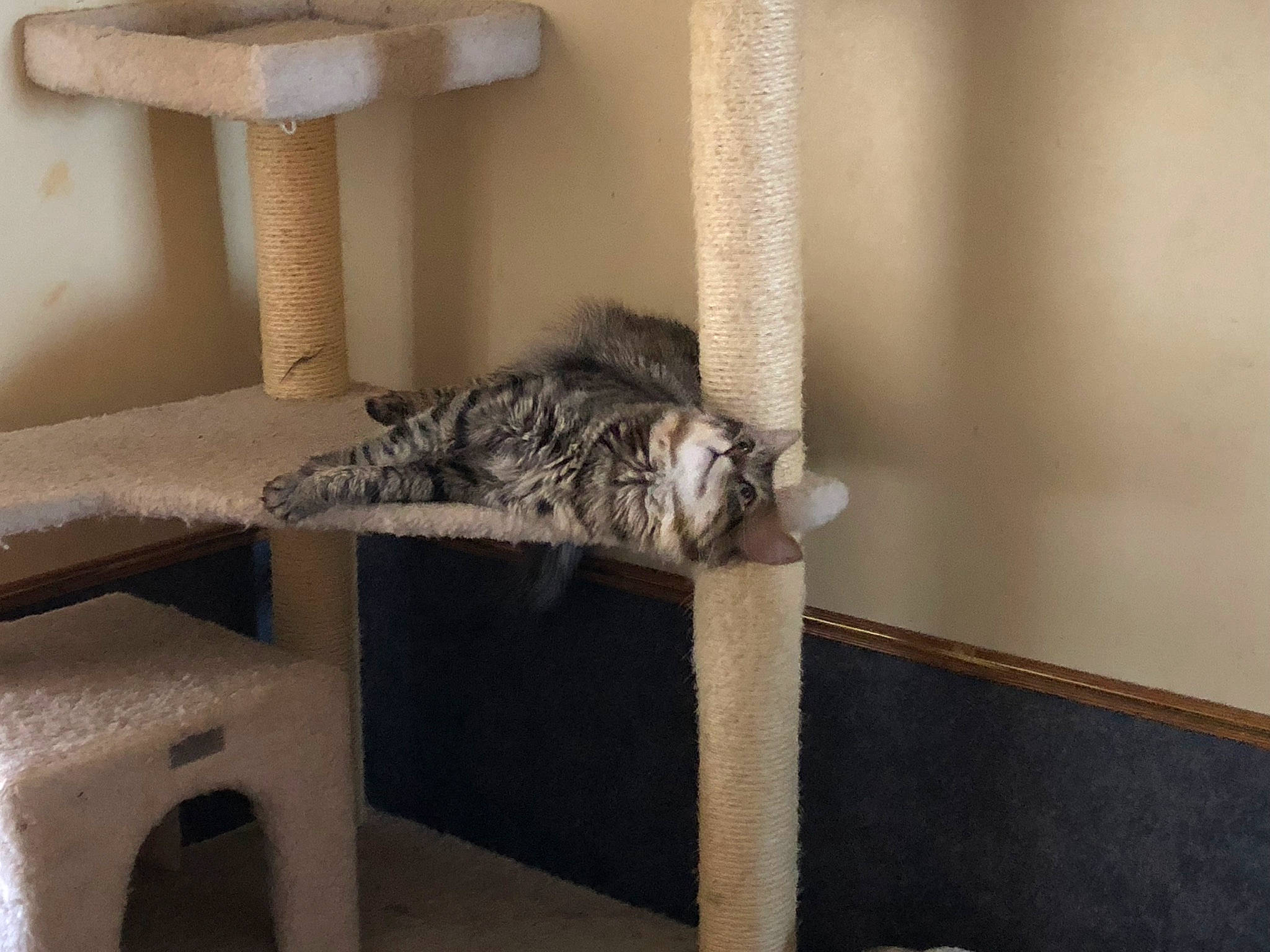 Erebus is registered to the contest to win money with this photo: british_shorthair, carnivore, cat, cat_bed, cat_furniture, domestic_short_haired_cat, dragon_li, european_shorthair, felidae, furniture, small_to_medium_sized_cats, table, tail, whiskers