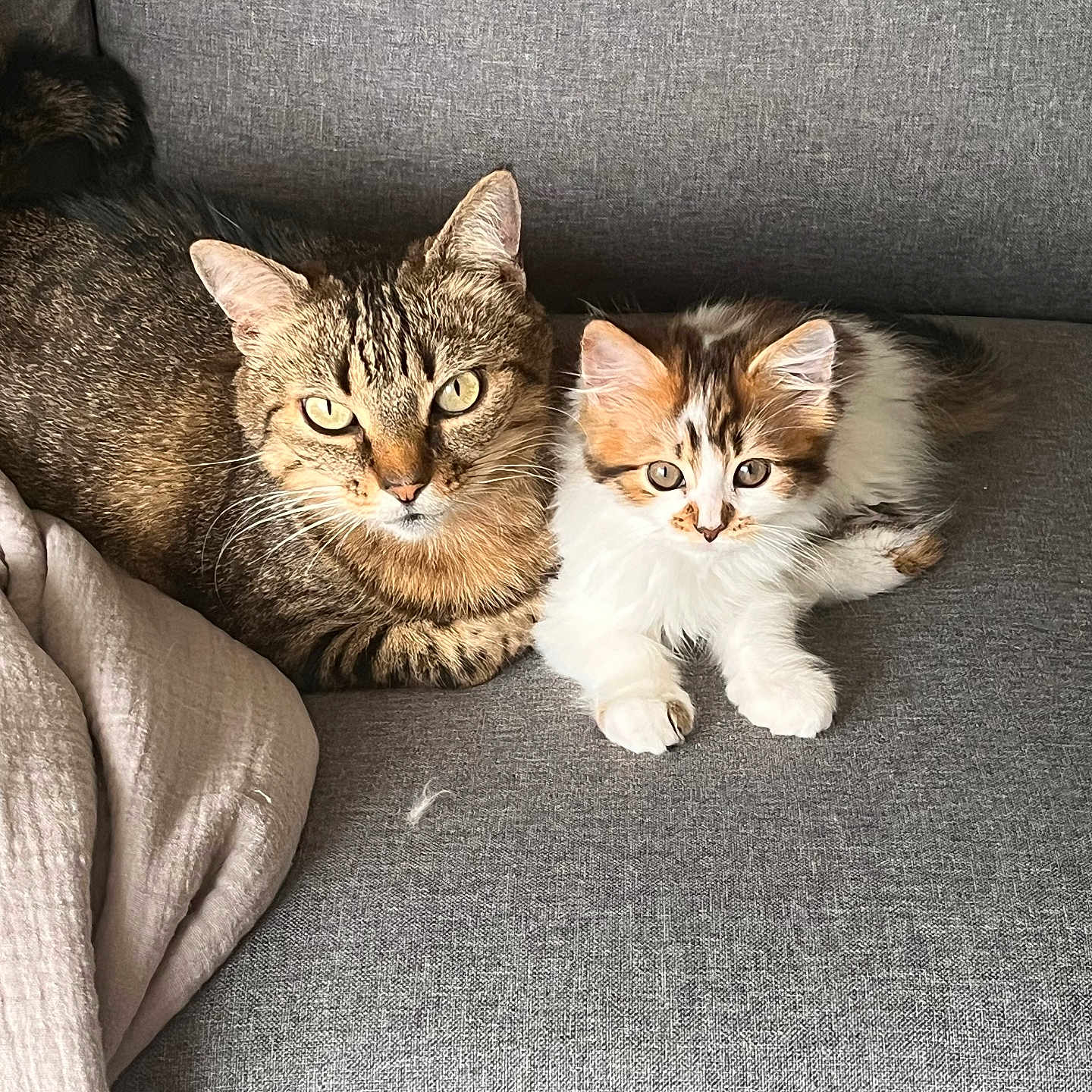 Pepette Et Noisette a rejoint le concours — aidez-le/la à gagner de superbes lots ! abyssinian, animal, blanket, canine, cat, couch, cushion, dog, furniture, homedecor, kitten, manx, person, pet, pillow, sleeping