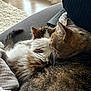 abyssinian, animal, architecture, blanket, building, cat, couch, cushion, furniture, hardwood, head, homedecor, indoors, kitten, livingroom, manx, person, pet, room, sleeping