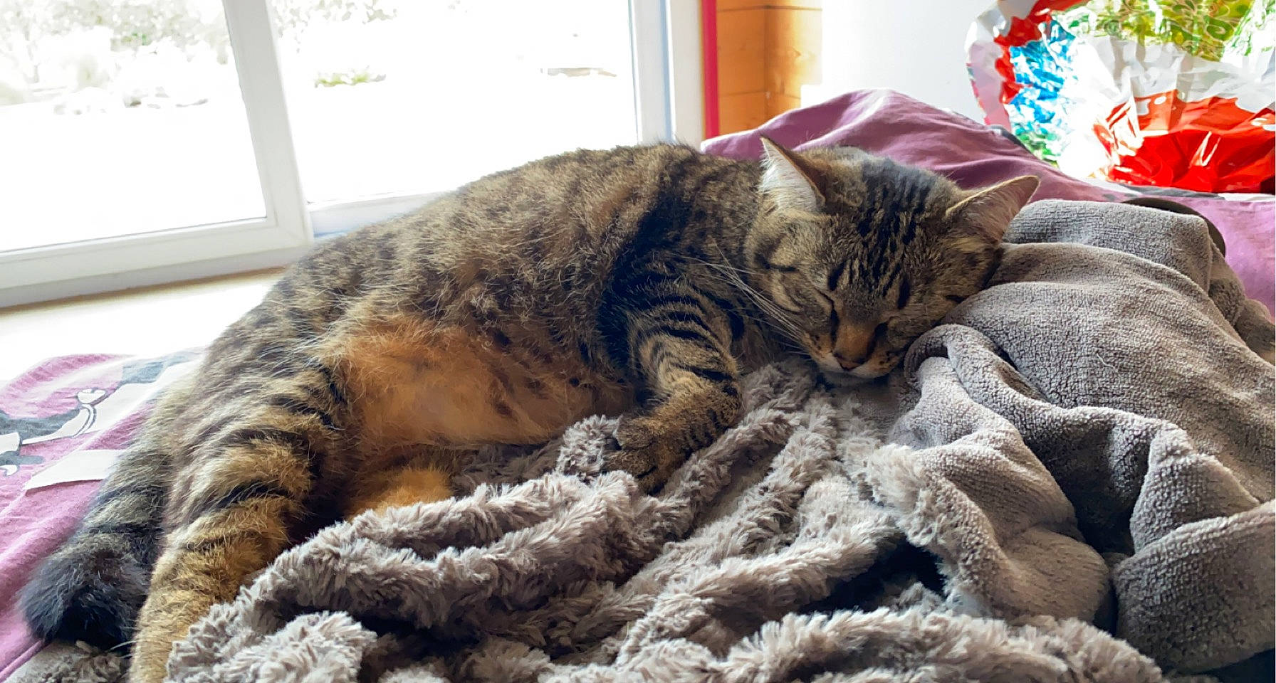 Noisette participe au concours pour gagner de l'argent avec cette photo : bed, carnivore, cat, claw, comfort, domestic_short_haired_cat, felidae, fur, linens, nap, pattern, paw, sleep, small_to_medium_sized_cats, snout, tail, terrestrial_animal, whiskers, window