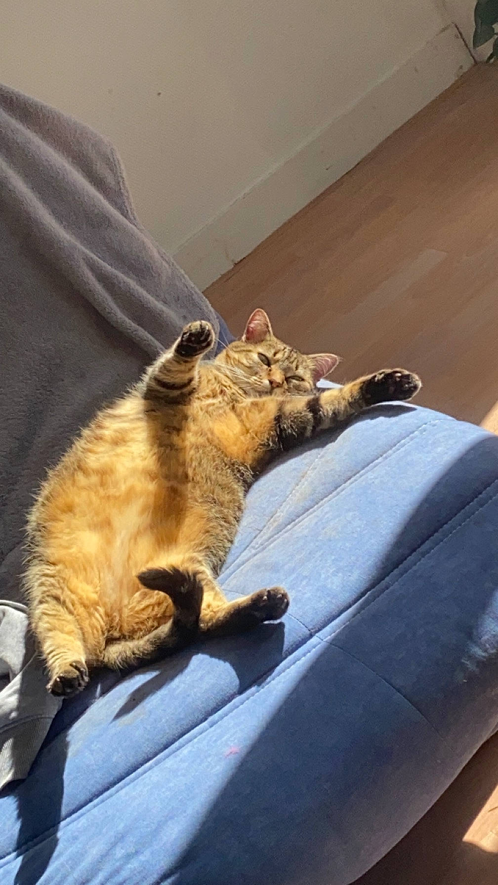 Noisette participe au concours pour gagner de l'argent avec cette photo : canidae, carnivore, cat, claw, comfort, companion_dog, dog_breed, domestic_short_haired_cat, fawn, felidae, fur, gesture, linens, paw, small_to_medium_sized_cats, snout, sporting_group, tail, whiskers, wood