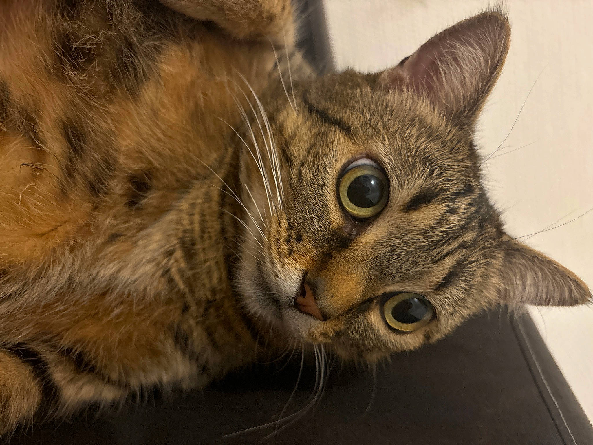 Noisette participe au concours pour gagner de l'argent avec cette photo : carnivore, cat, domestic_short_haired_cat, ear, felidae, fur, small_to_medium_sized_cats, snout, terrestrial_animal, whiskers, wildlife, wood