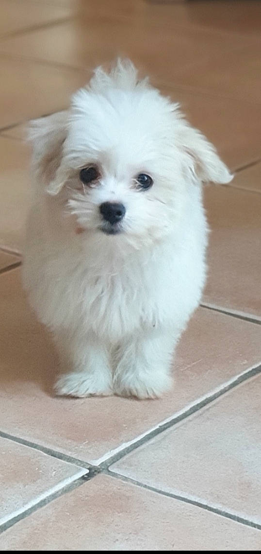 Pompon a rejoint le concours — aidez-le/la à gagner de superbes lots ! bichon, bolognese, bolonka, canidae, carnivore, chinese_imperial_dog, companion_dog, dog, dog_breed, havanese, kyi_leo, mal_shi, maltepoo, maltese, mammal, morkie, puppy, schnoodle, skin, vertebrate