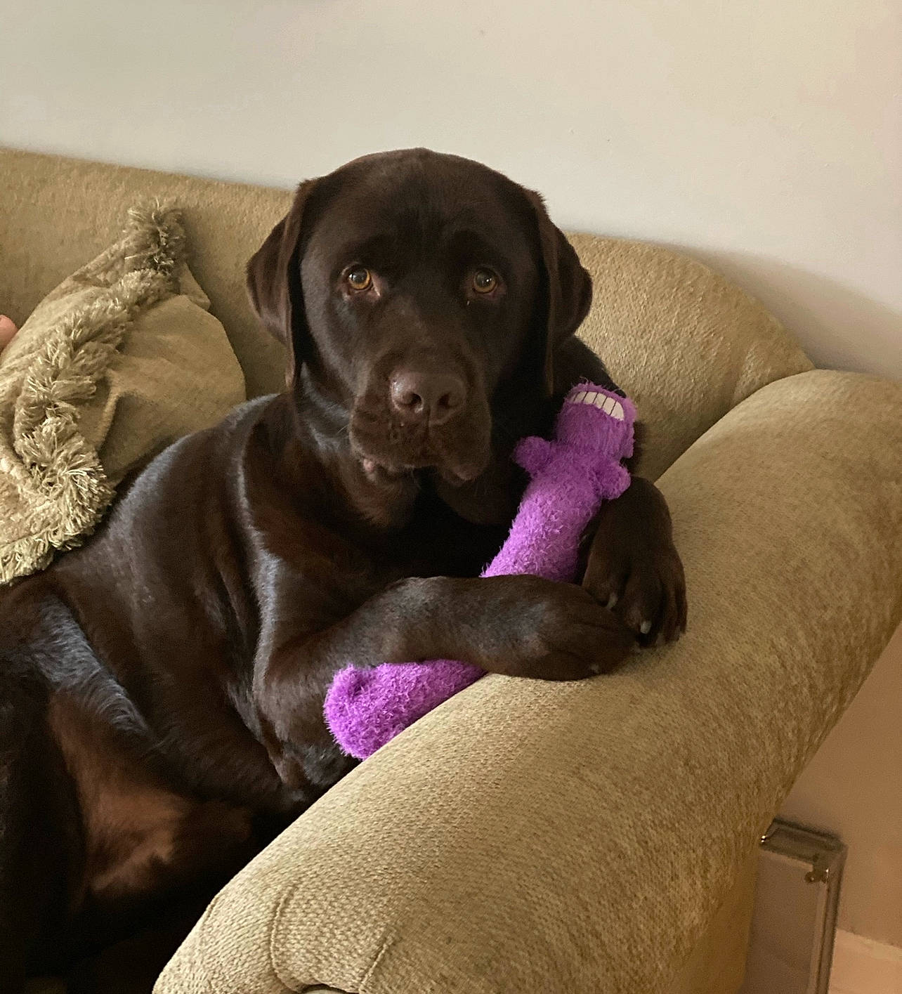 Bailey joined the competition — help win amazing prizes! borador, canidae, carnivore, collar, comfort, companion_dog, dog, dog_breed, dog_collar, dog_supply, fawn, fur, gun_dog, labrador_retriever, liver, plant, purple, snout, sporting_group, working_animal