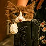 King D joined the competition — help win amazing prizes! kitten, cat, heterochromia, blue_eye, green_eye, paw, boot, black_boot, stitching, curious, fluffy, cute, pet, animal, indoors, closeup, warm_lighting, background_blur, flowers, cozy